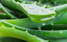 Aloe vera